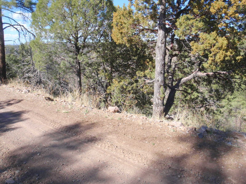 A side view of Black Canyon (GDMBR, Gila NF, NM, 31 Mar 2013).